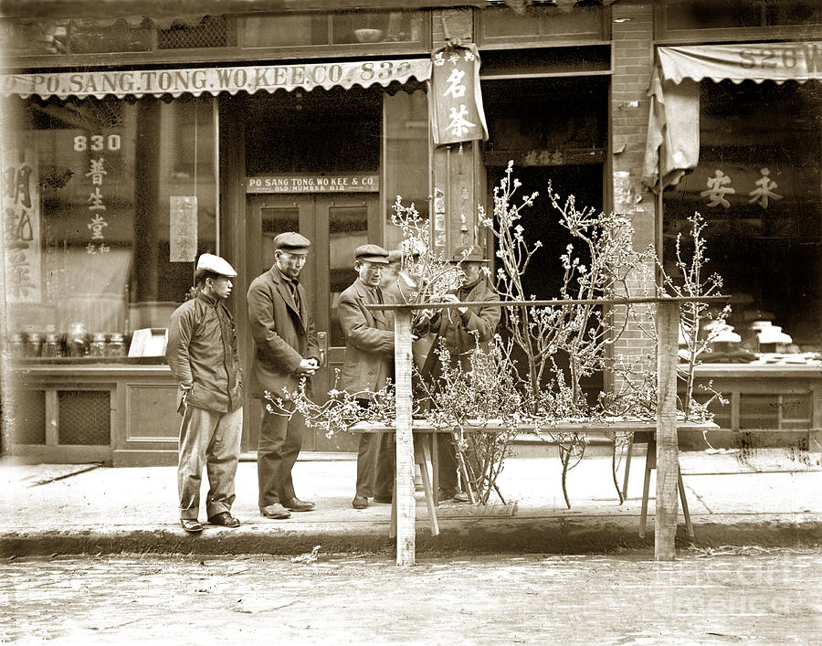 San Francisco Photograph - In Almond Blossom Time San Francisco Chinatown circa 1912 by Monterey County Historical Society
