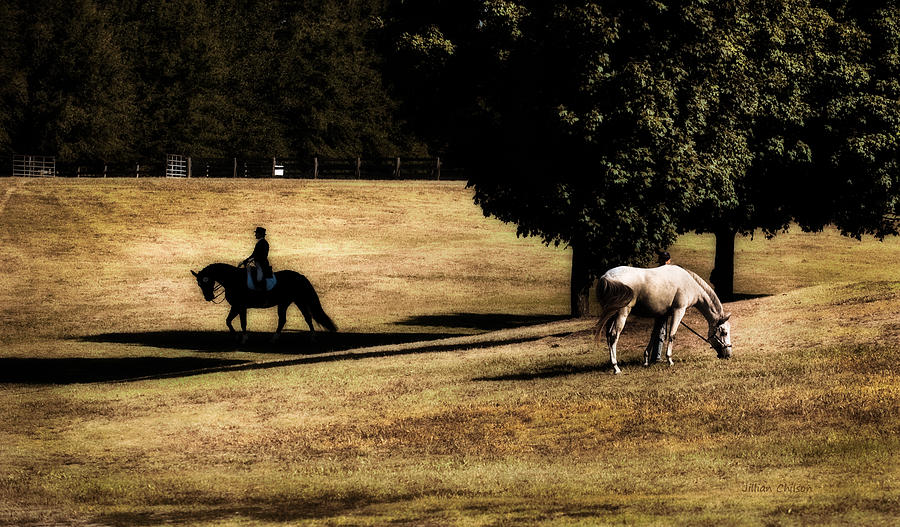 Horse Photograph - In and Out of the Shadow by Jillian  Chilson