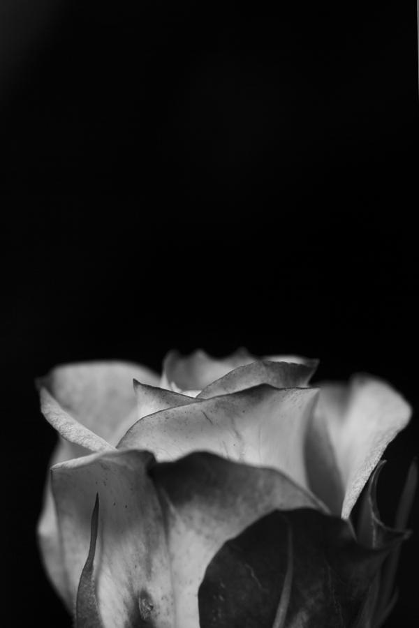 Black And White Photograph - In Bloom by Erica Richardson