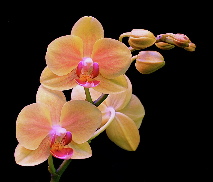Orchid Photograph - In Bloom by Rona Black