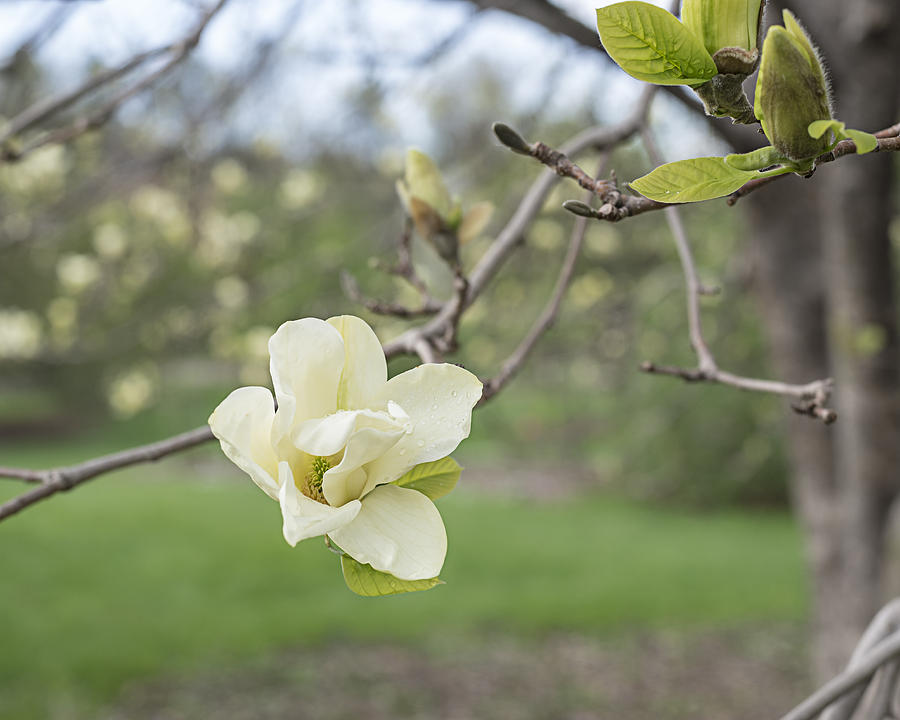 Magnolia Movie Photograph - In Bloom by Tim Radl