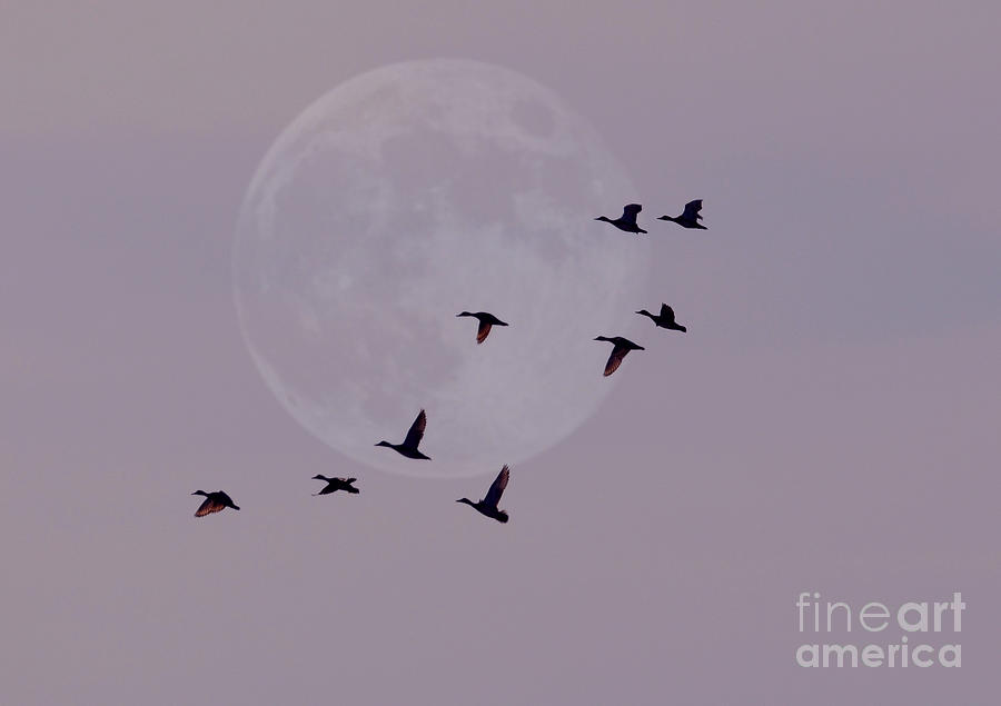 Bird Photograph - In Competition With The Moon by Kathy Baccari