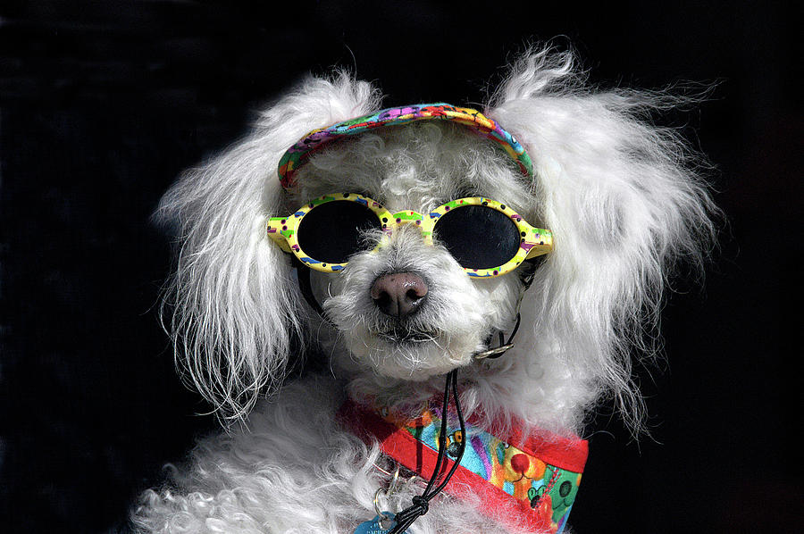 Dog Photograph - In Dognito by Geraldine Alexander