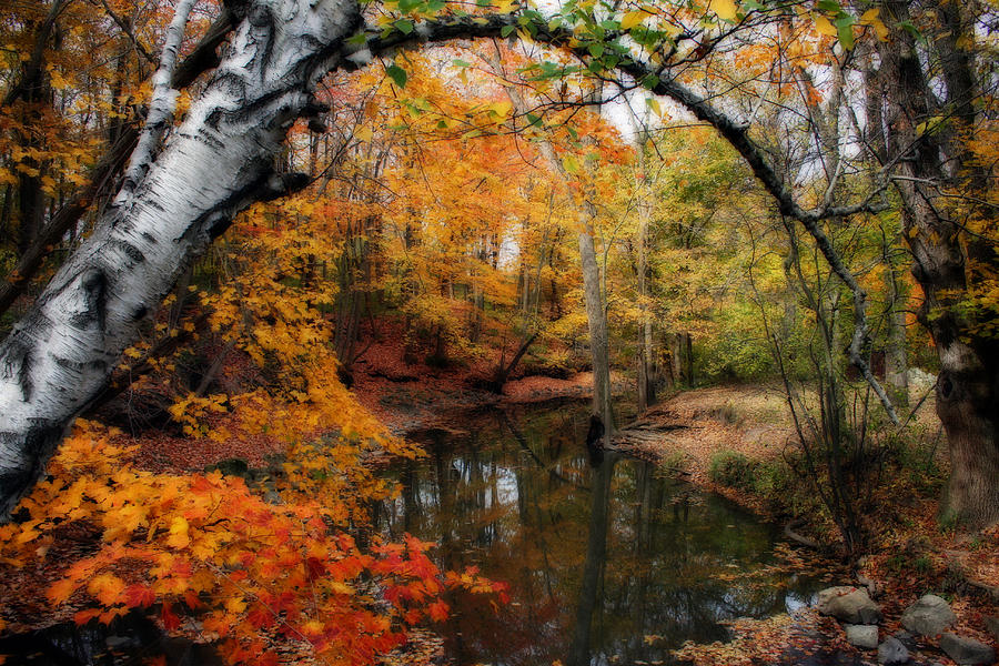 Nature Photograph - In Dreams Of Autumn by Kay Novy