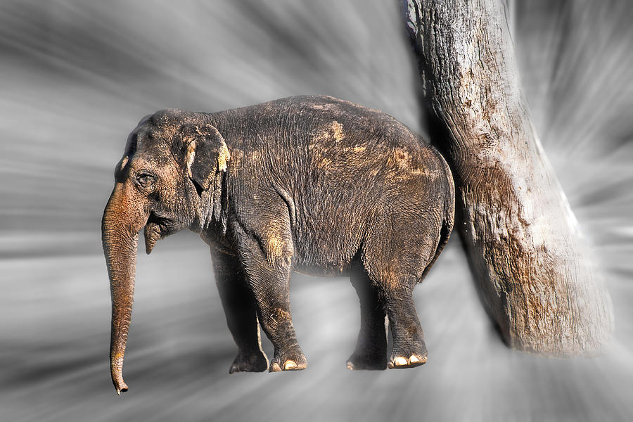 Tree Photograph - In elephant heaven by Miroslava Jurcik