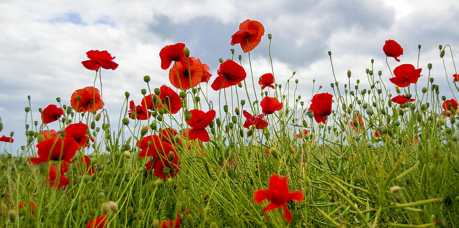 In Flanders Fields Photograph by Ross G Strachan | Fine Art America