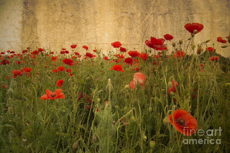 In Flanders Fields The Poppies Blow Photograph