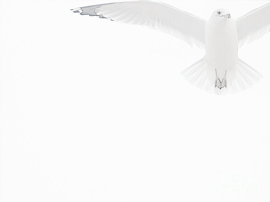 White In Flight Photograph by Ann Horn