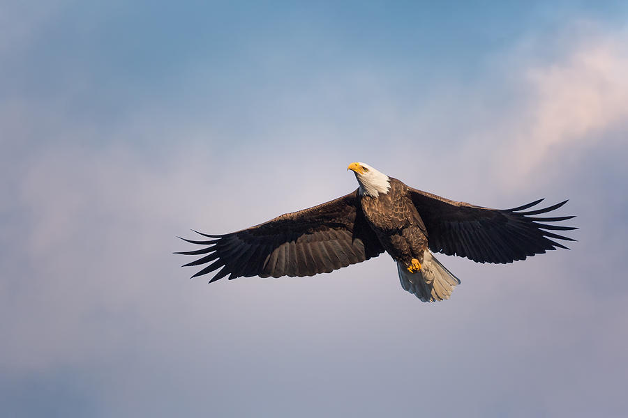 Eagle Photograph - In Flight Bald Eagle by Bill Wakeley