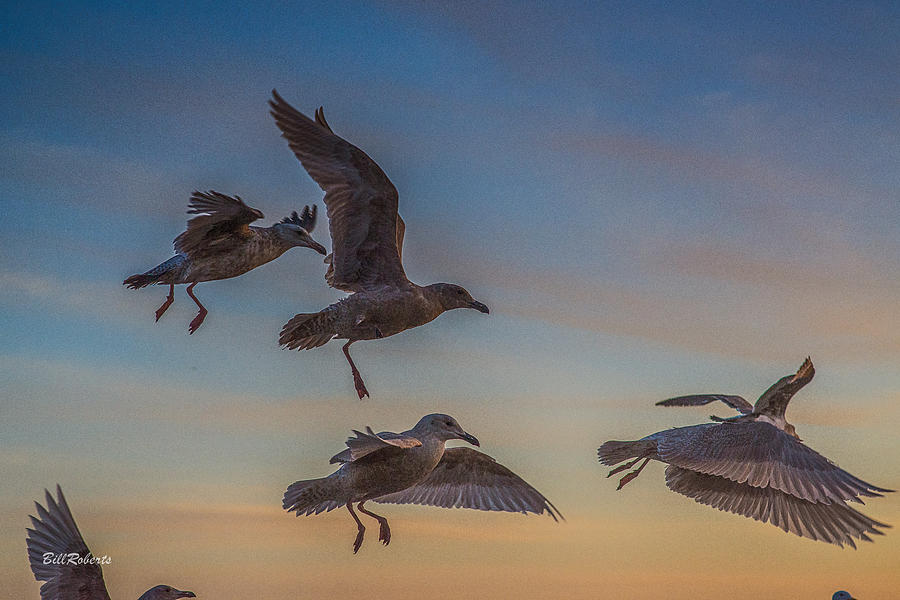 Bird Photograph - In Flight by Bill Roberts