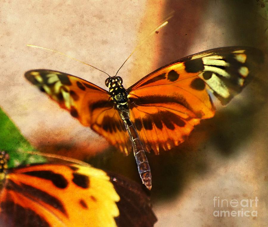 Nature Photograph - In Flight Butterfly  by Peggy Franz