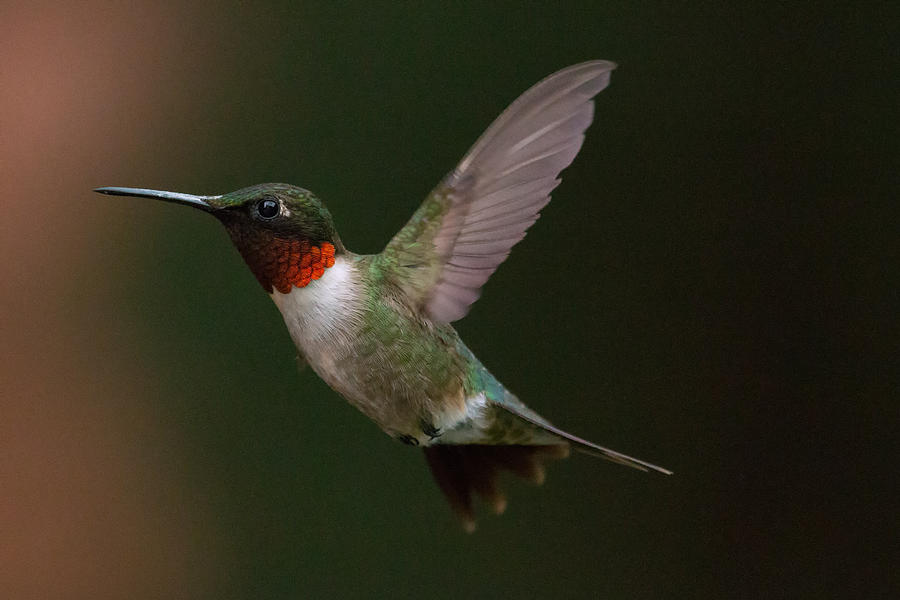 In Flight Photograph by Eric Dreczko - Fine Art America