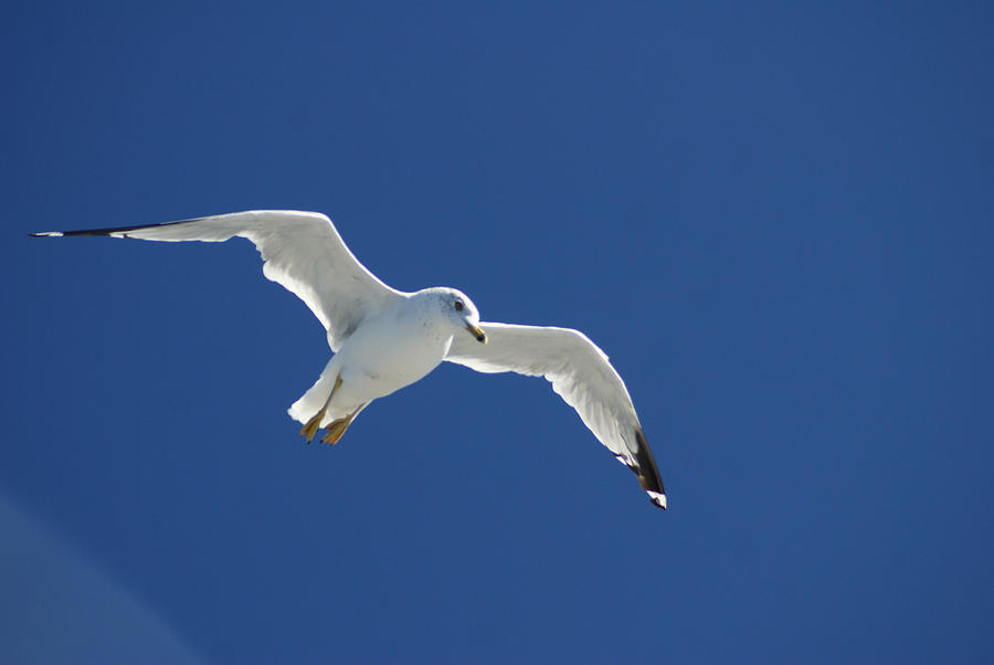 Seagull Photograph - In Flight by John Turner