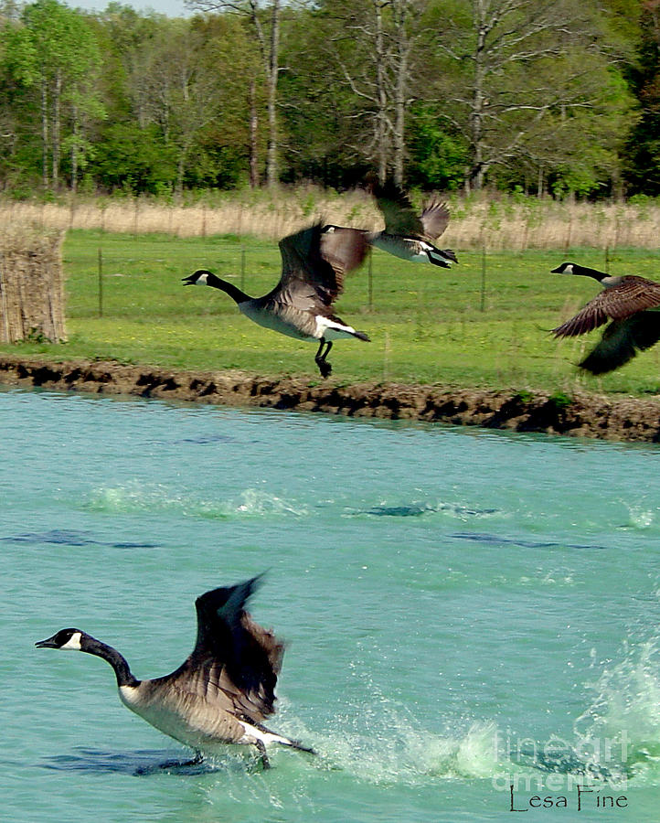 Canadian Geese In Flight Photograph by Lesa Fine