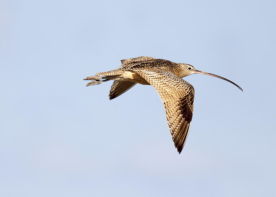 In Flight Long Billed Curlew Photograph by Danny Pickens