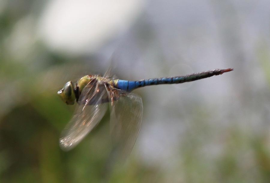 Dragonfly In Flight  Photograph by Lora Tout