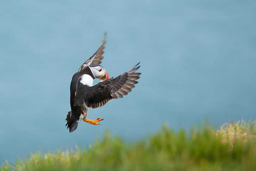 Puffin Photograph - In flight puffin by Izzy Standbridge