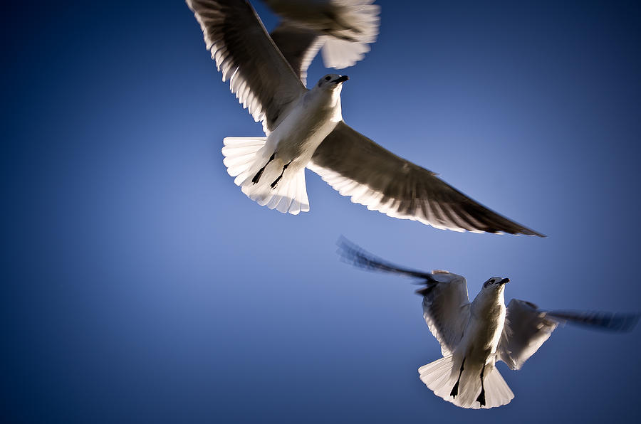 Seagull Photograph - In Flight by Swift Family