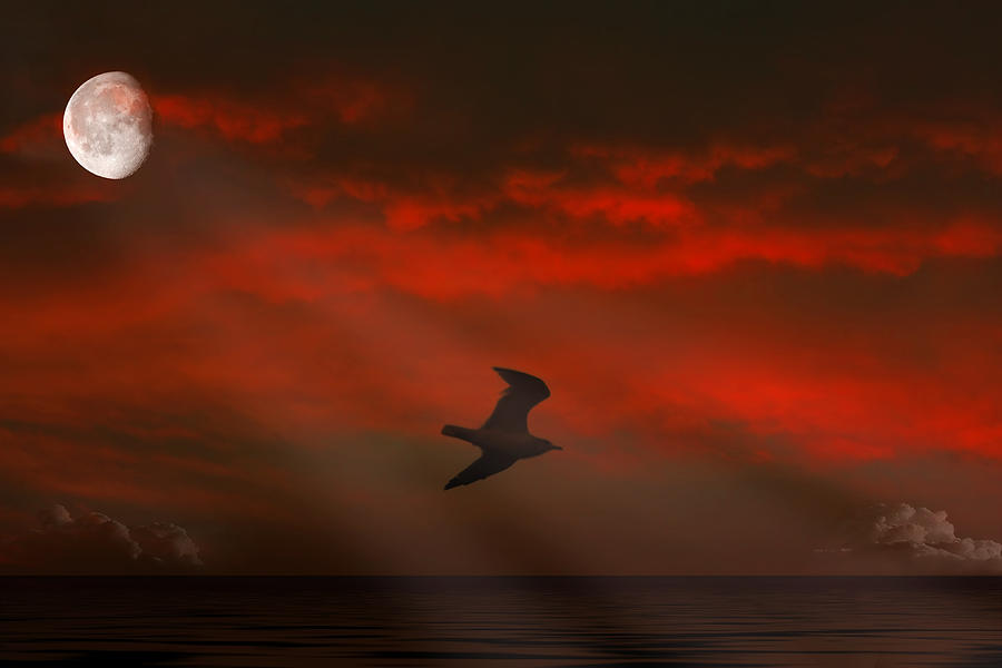Seagull Photograph - In Flight by Tom York Images