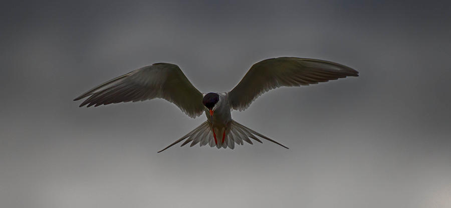 Bird Photograph - In flight by Todd Heckert
