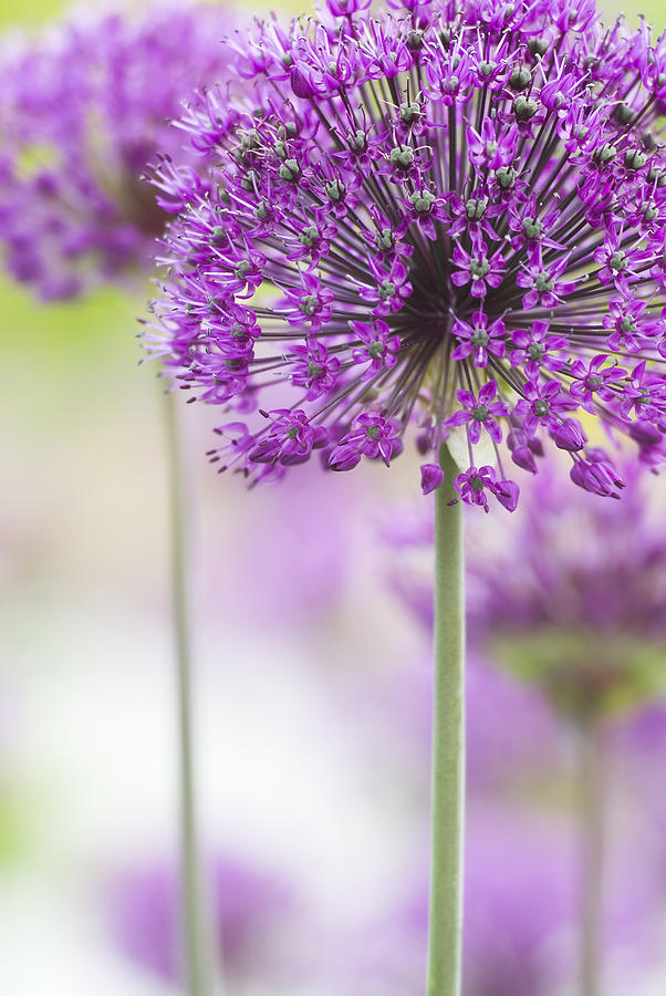 In focus shot a pretty purple flower Photograph by AlpamayoPhoto