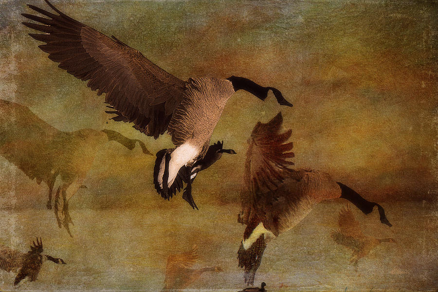 Goose Photograph - In For the Night - Mixed Media by Kathy Bassett