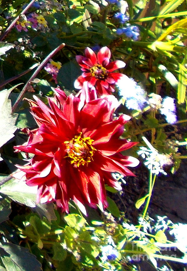 Flower Photograph - In Full Bloom by Pamela Hyde Wilson