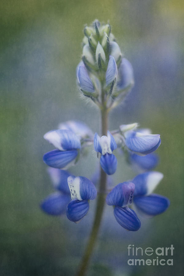Flower Photograph - In Full Bloom by Priska Wettstein