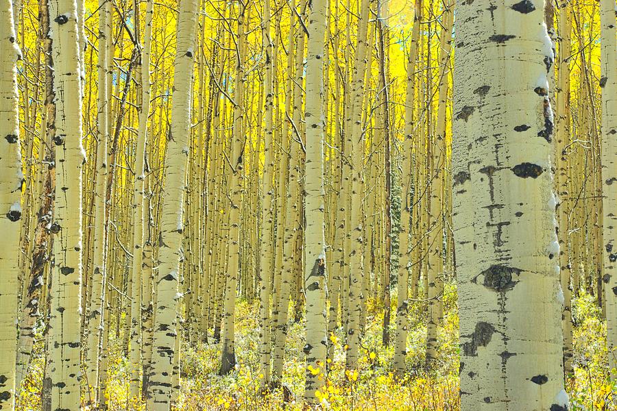 Landscape Photograph - In Golden Forest by Steve Luther