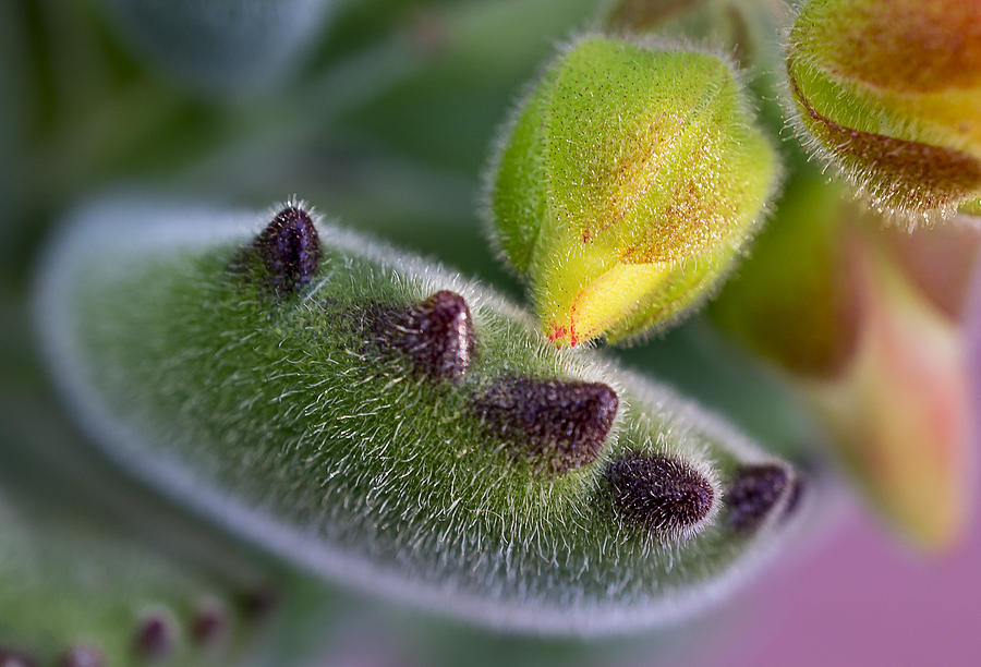 Succulent Photograph - In Good Hands by Mariola Szeliga