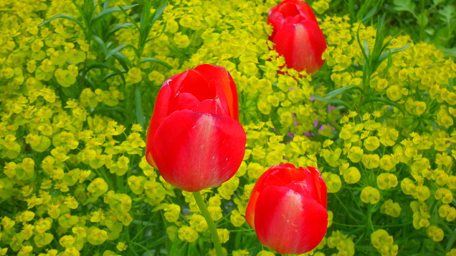 Fine Photograph - In Harmony With Nature 1 by Teo SITCHET-KANDA Fine Photograph - In Harmony With Nature 1 by Teo SITCHET-KANDA