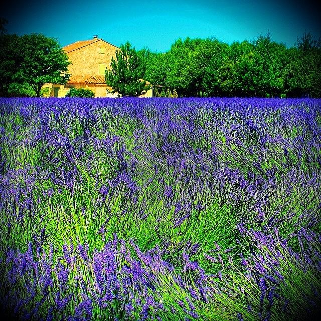 Nature Photograph - Provence Lavender by Beth Young