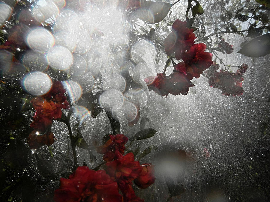 Rose Photograph - Morning Light In Rain by Renata Vogl