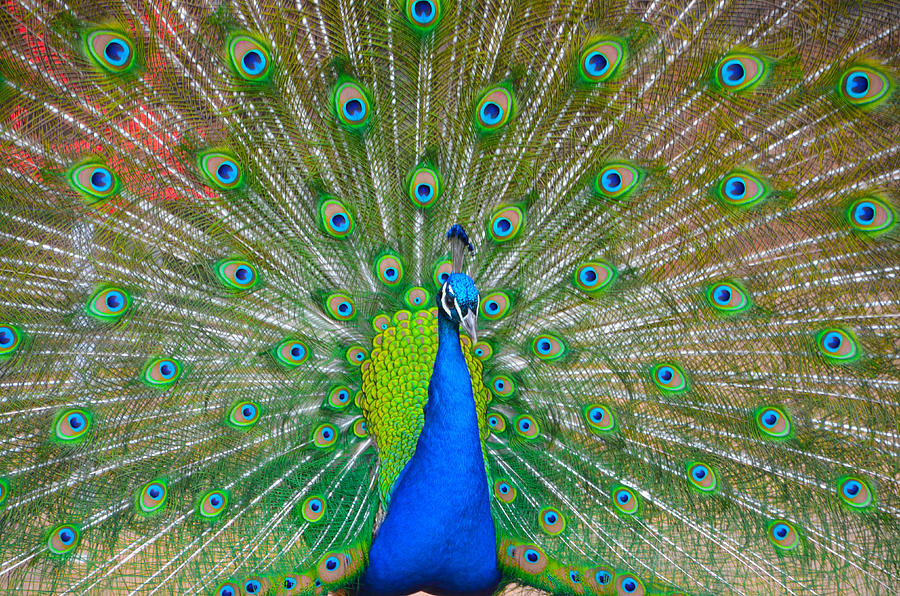 Peacock Photograph - In Living Color by Bill Cannon