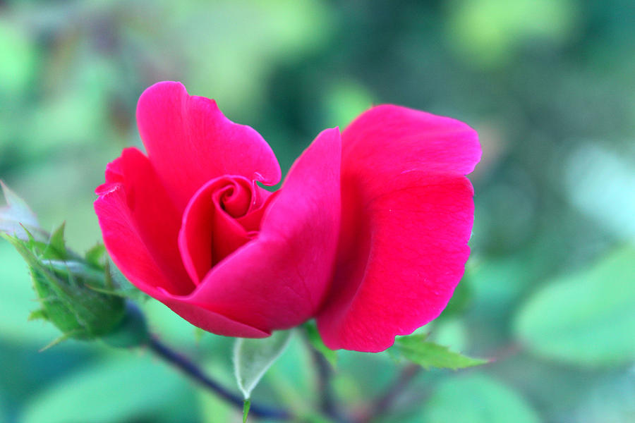 In Memory of My Sister Photograph by Carolyn Ricks - Fine Art America