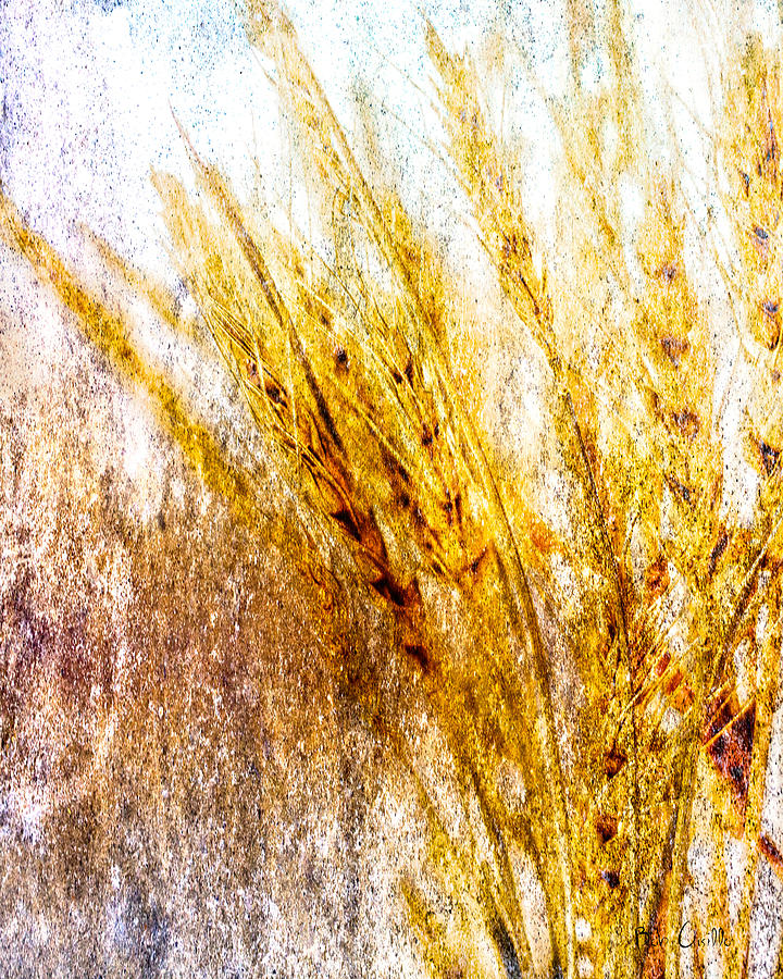 Abstract Photograph - In Memory Of Wheat by Bob Orsillo