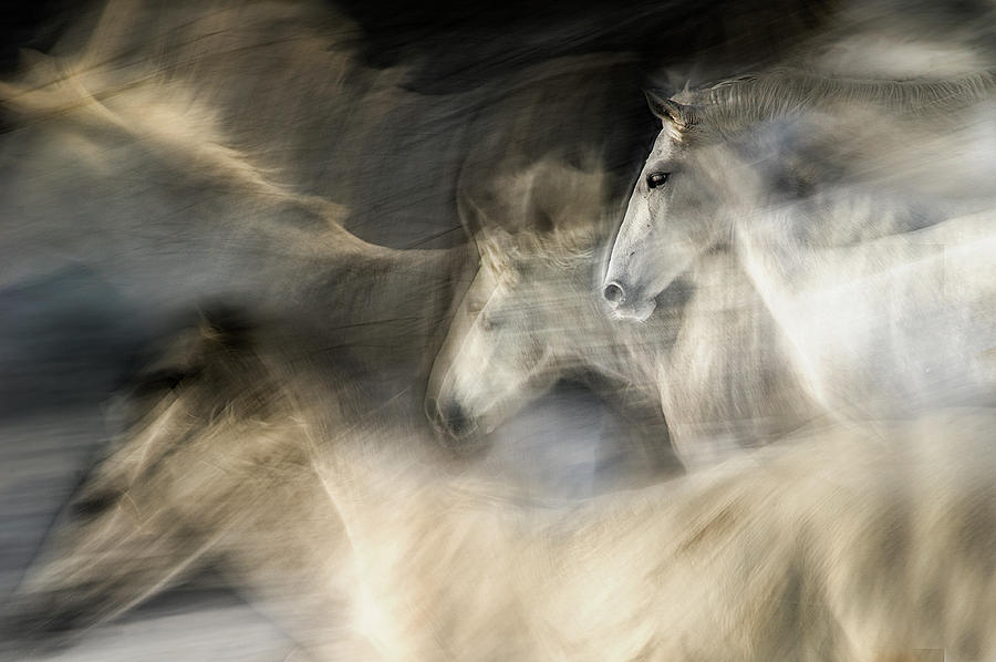 Horse Photograph - In Motion by Milan Malovrh
