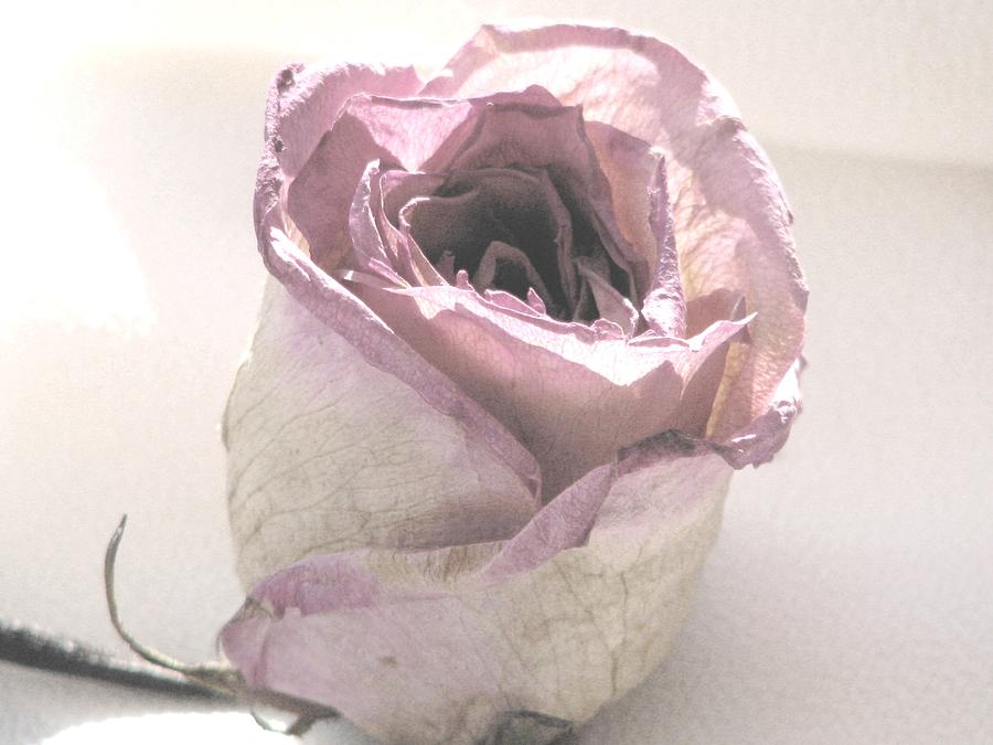 Rose Photograph - In My Dreams by Angela Davies