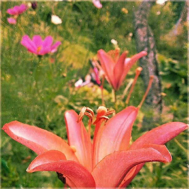 Summer Photograph - In My Mothers #garden ... #flowers by Linandara Linandara