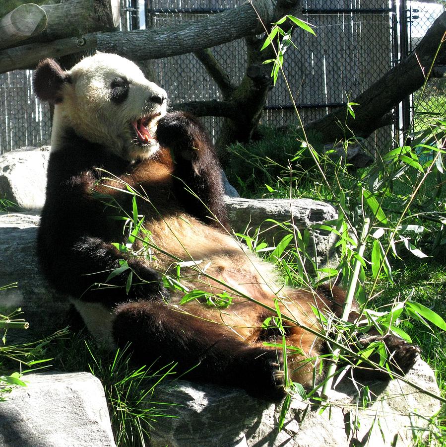 Black And White Photograph - In Need of More Sleep. Er Shun Giant Panda Series. Toronto Zoo by Ausra Huntington nee Paulauskaite