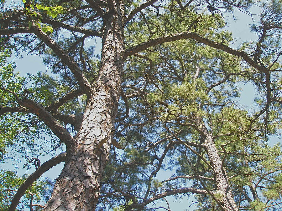 In New Jersey's Pinelands Photograph by Carol Senske - Fine Art America