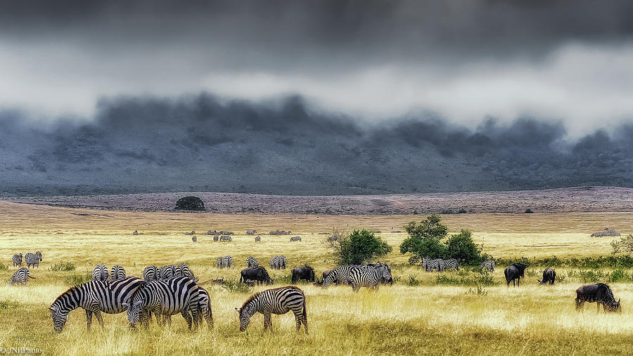 In Ngorongoro Creator Photograph by Jnhphoto