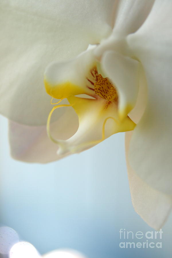 In Orchid Light  Photograph by Neal Eslinger
