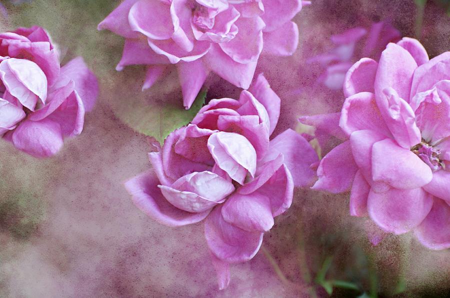 Flower Photograph - In Pink by Diana Angstadt
