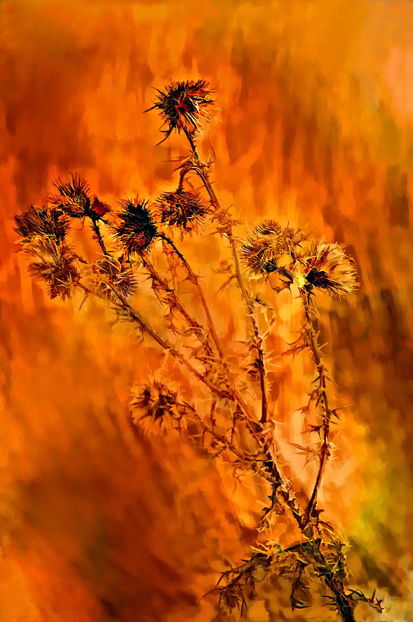 Fall Photograph - In Praise of Weeds by Steve Harrington