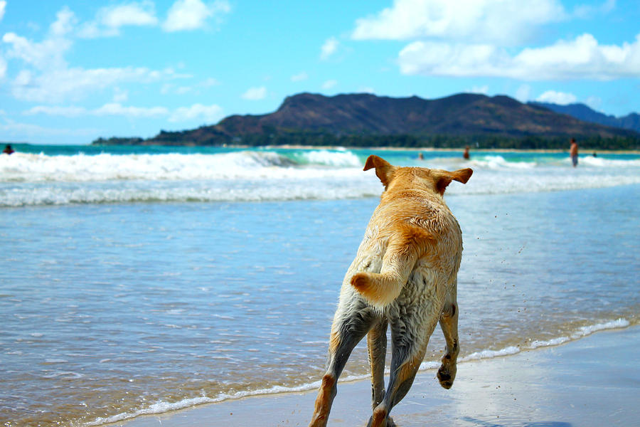 Dog Photograph - In Pursuit of Happiness by Saya Studios
