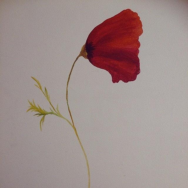 Poppy Photograph - In Room Blossom @allanjenkins21 by Qin Xie