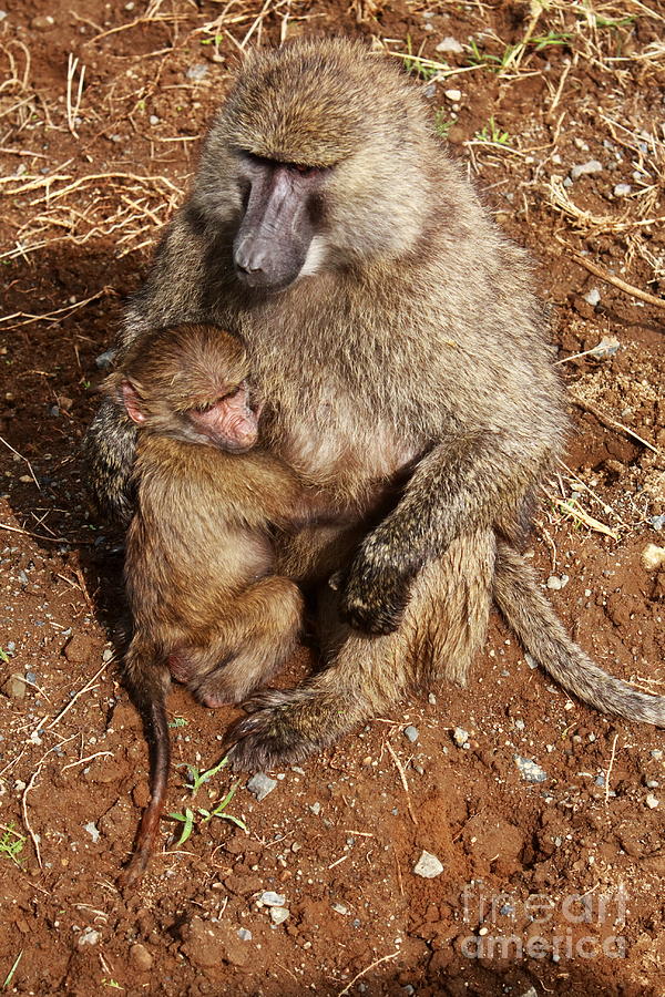 In Safe Hands - Baboons - Kenya Photograph by Aidan Moran