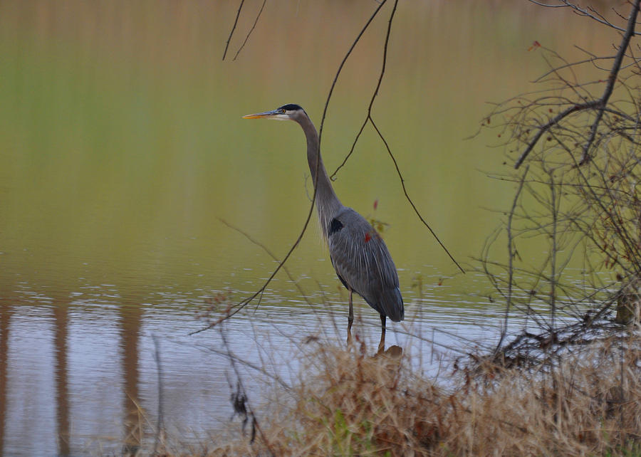Crane Photograph - In Search of Breakfast - c9509c by Paul Lyndon Phillips