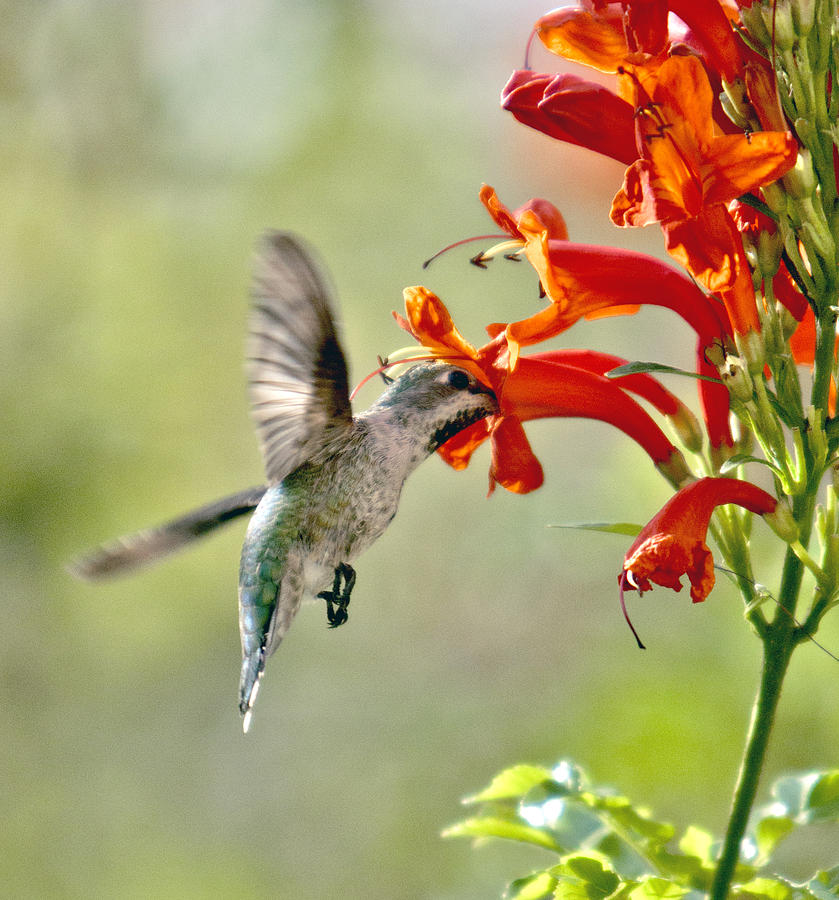 Hummingbird Photograph - In Search Of Sweet Nectar by Her Arts Desire